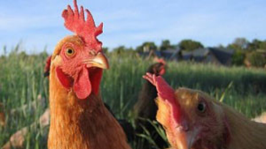 EU novac za lagodniji život kokoši nesilica