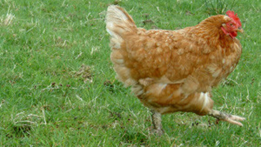 Njemačka: Otkrivena otrovna stočna hrana