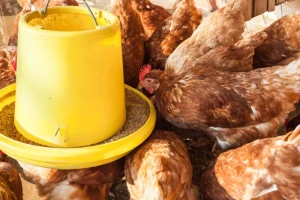 Ishrana peradi: Pretjerani unos bakra može dovesti do nedostatka vitamina C