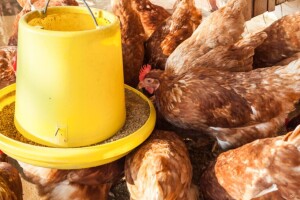 Ishrana peradi: Pretjerani unos bakra može dovesti do nedostatka vitamina C
