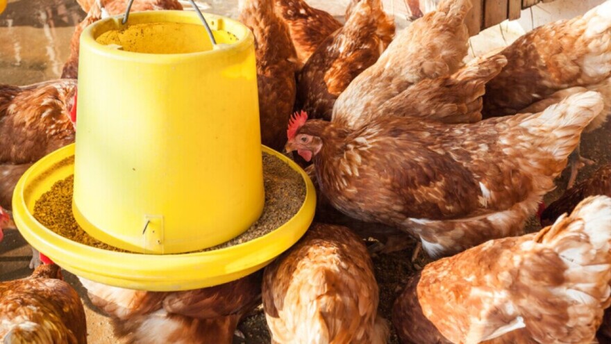 Ishrana peradi: Pretjerani unos bakra može dovesti do nedostatka vitamina C