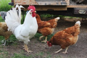 Ekološki biocid InsectoSec® za suzbijanje tekuti i ostalih parazita