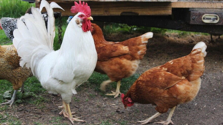 Ekološki biocid InsectoSec® za suzbijanje tekuti i ostalih parazita
