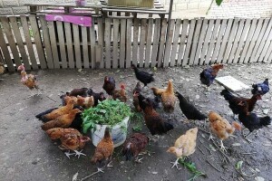 Domaći peradarski sektor u velikim problemima, moguće i gašenje proizvodnje?