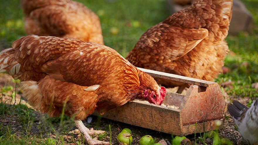 Kako najjednostavnije zaštiti perad od vrućina?