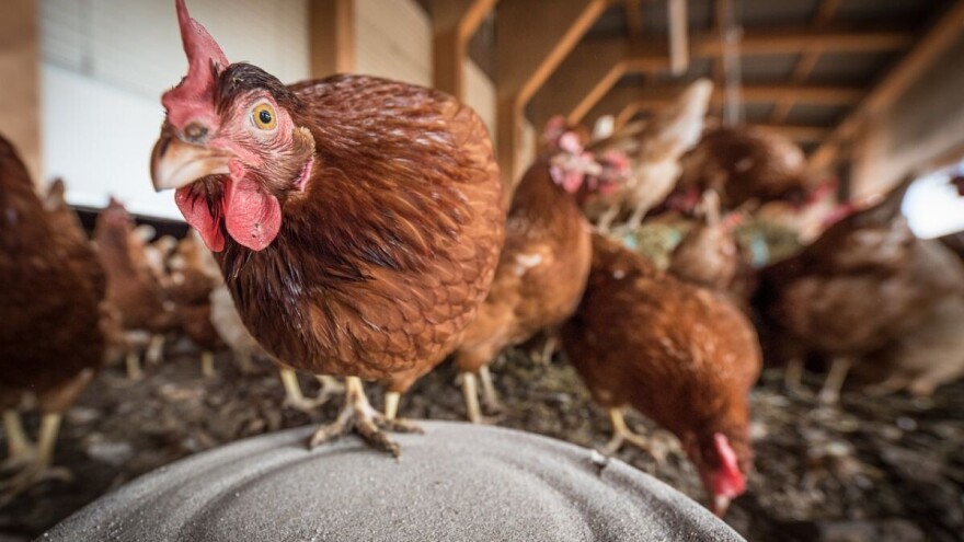 I Nemačka u problemima: Farmerka prešla sa svinja na kokoške, ništa se nije promenilo?