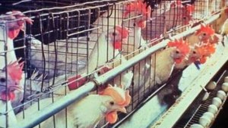 3,5 mil. kn iz IPARD-a Perutnini Ptuj