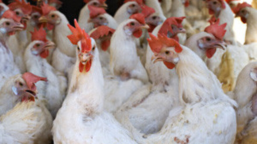 Vindijin Cekin u Srbiji dobio izvozni broj za EU