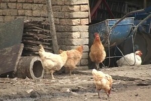 Seljak i "seljak"