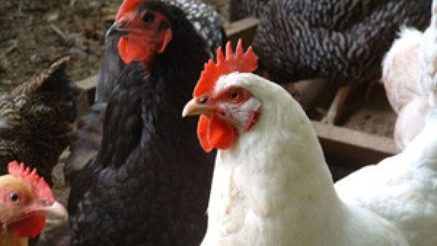 Masovni pokolj u ime humanosti