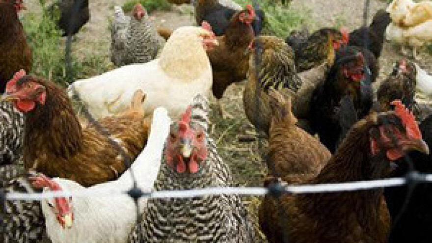 Hrvatska u tri godine treba koke preseliti u veće kaveze