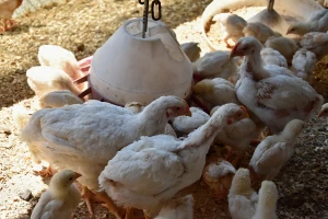 Mali peradari tuže velike "kokošje kartele"