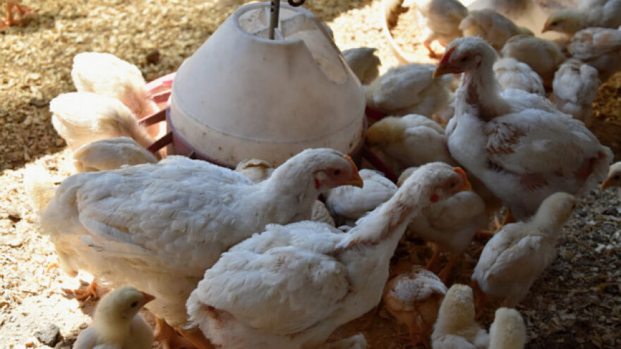 Mali peradari tuže velike "kokošje kartele"