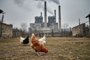 Kokošija jaja u BiH zagađena teškom industrijom
