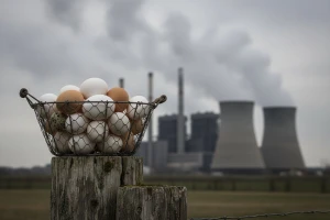 Kokošja jaja ozbiljno zagađena teškom industrijom