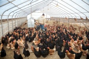 Kokošja jaja ozbiljno zagađena teškom industrijom
