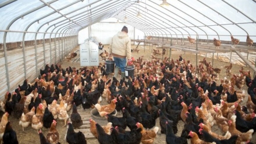 Kokošja jaja ozbiljno zagađena teškom industrijom