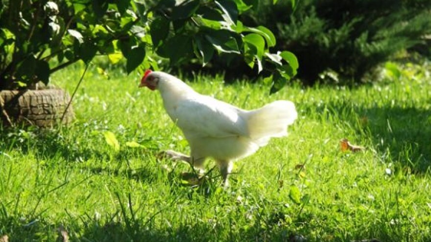 Stroga pravila Europske unije