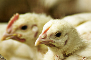 Farma peradi nagodinu će proizvoditi bioplin