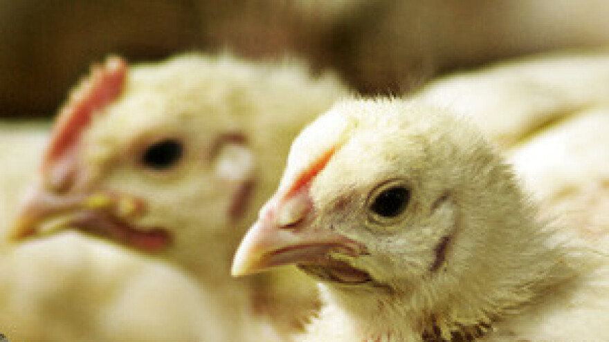 Farma peradi nagodinu će proizvoditi bioplin