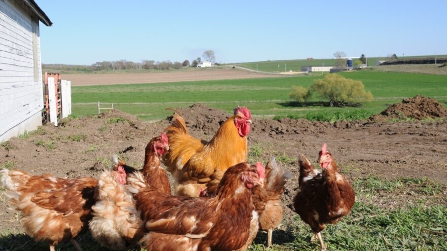 Kada i koliko peradi treba davati vode?