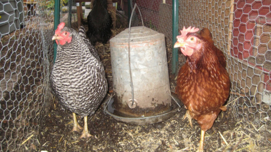 Ishrana živine do vrhunca nosivosti