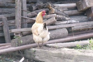 Zimi potražnja odlična, a ljeti bacao jaja svinjama?