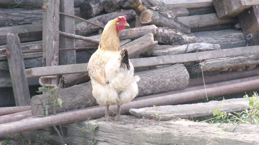 Zimi potražnja odlična, a ljeti bacao jaja svinjama?