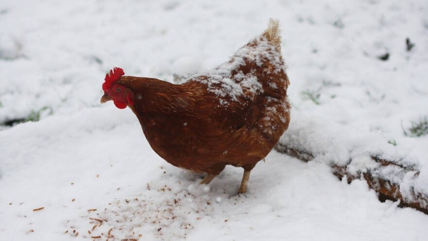 Zašto zima kokama "krade" jaja?