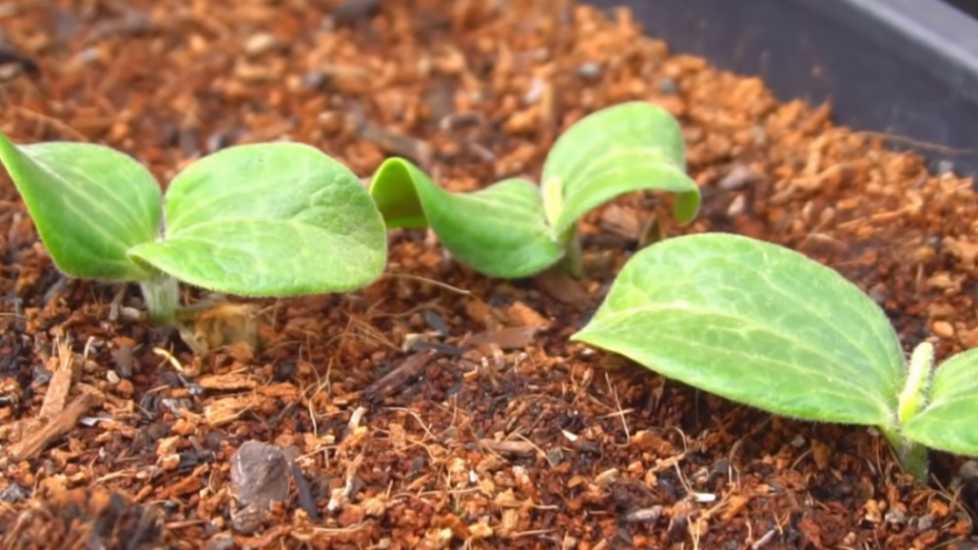 Kokosova vlakna zadržavaju vlagu i hrane biljku - odlična za uzgoj povrća i voća