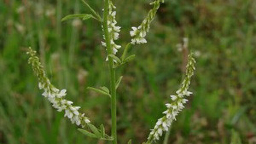 Kokotac - za popravljanje plodnosti tla