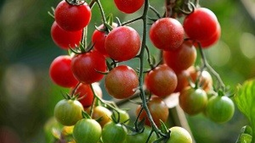 Rajčicama protiv krute hrvatske birokracije