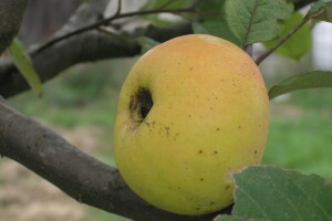 Stare sorte za nova vremena - možemo li sačuvati autohtone voćke?