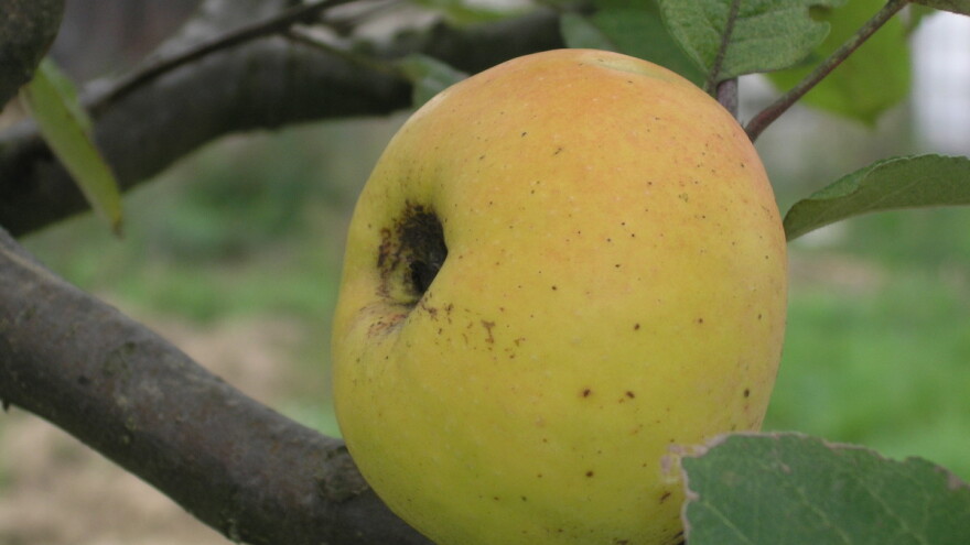 Stare sorte za nova vremena - možemo li sačuvati autohtone voćke?