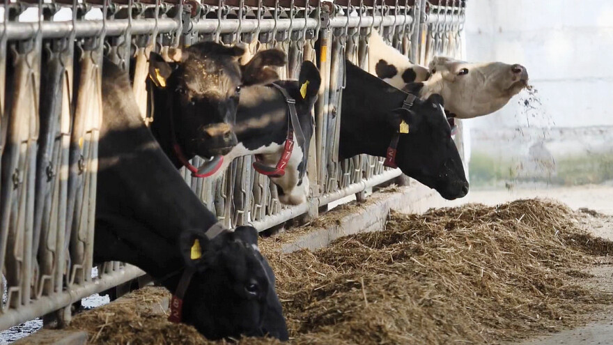 Uz robote za mužnju krave obitelji Kolak sretnije i daju više mlijeka