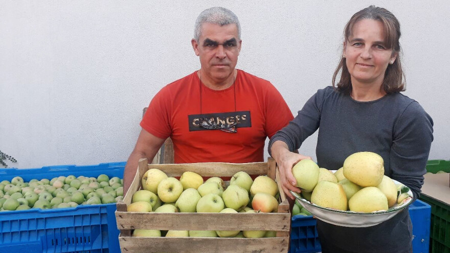 Nije imao nikakvo iskustvo ni znanje, a podigao jedan od najuspešnijih jabučnjaka u Kisaču