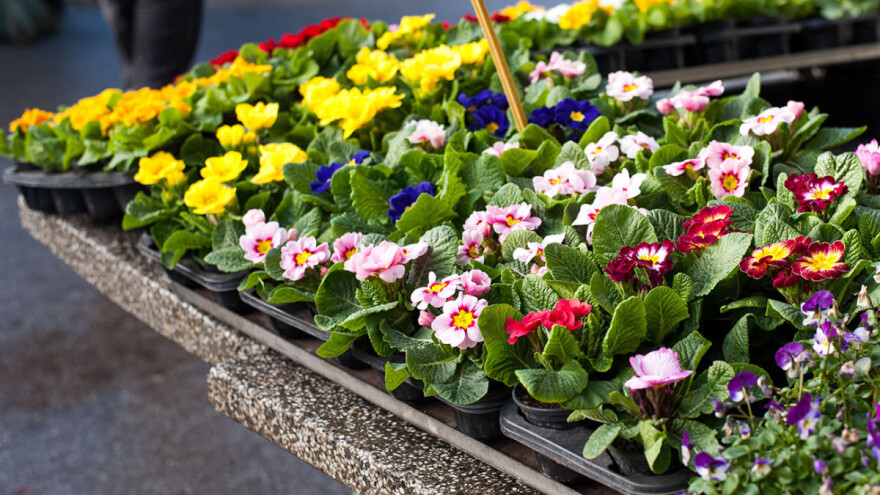 Lani im propalo 80 posto proljetnica, ove godine proizvodnju baziraju na ljetnom cvijeću
