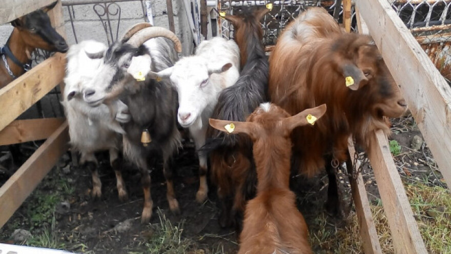 Domaće pasmine koza su zapostavljene