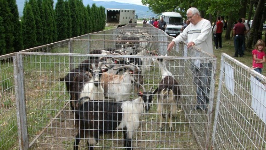 U istim uvjetima - različiti poticaji za koze?