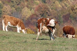 Galerija smeha: Pogledajte zabavne kadrove životinja ovogodišnjeg RuralFoto konkursa