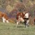 Galerija smeha: Pogledajte zabavne kadrove životinja ovogodišnjeg RuralFoto konkursa