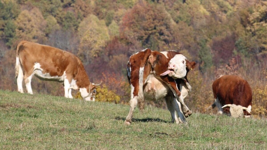 Galerija smijeha: pogledajte zabavne kadrove životinja ovogodišnjeg RuralFoto izbora