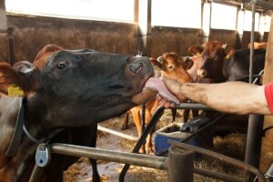 Koliko zapravo antibiotika dajemo stoci?