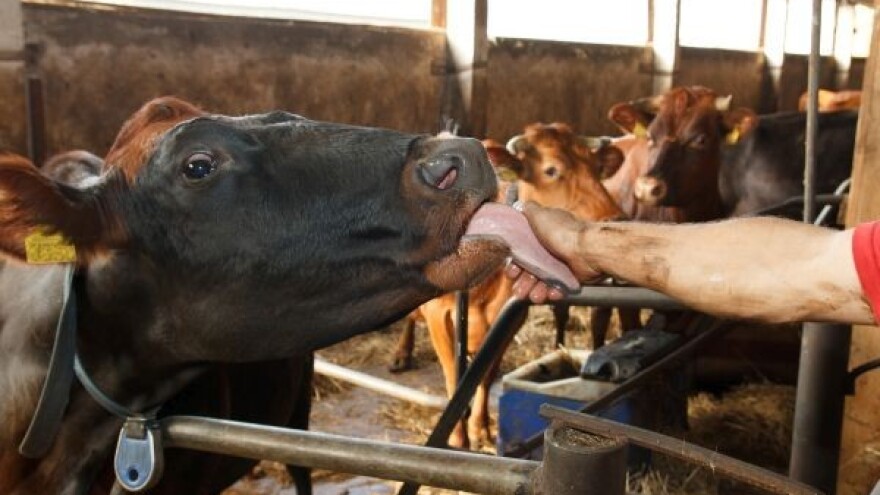 Koliko zapravo antibiotika dajemo stoci?