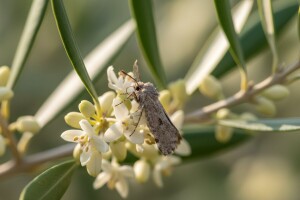 Koliko je štetan maslinov moljac?