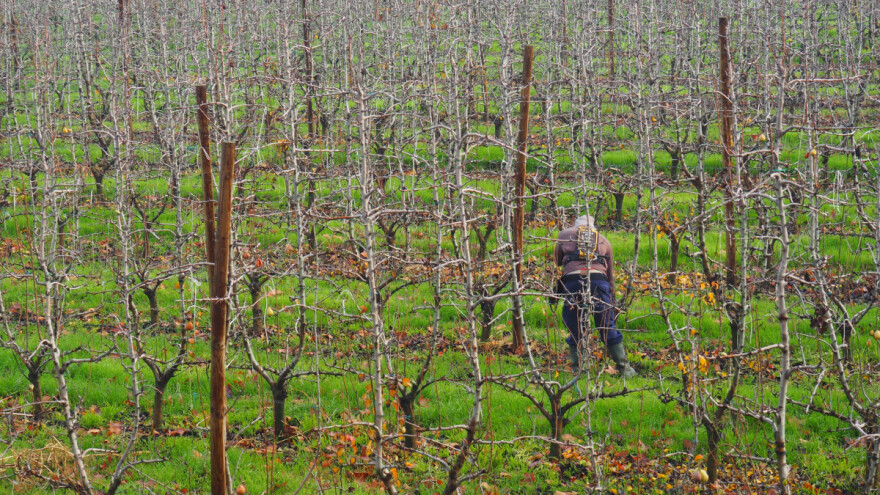 Koliko vrijedi moj voćnjak?