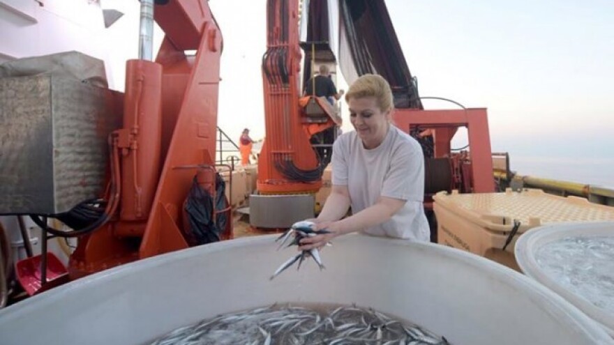 Hrvatska riba je izvozni proizvod Slovačke!