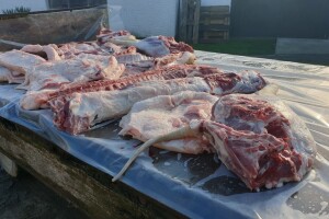 Hoće li u budućnosti biti tradicionalnog pripremanja mesa i svinjokolja?!