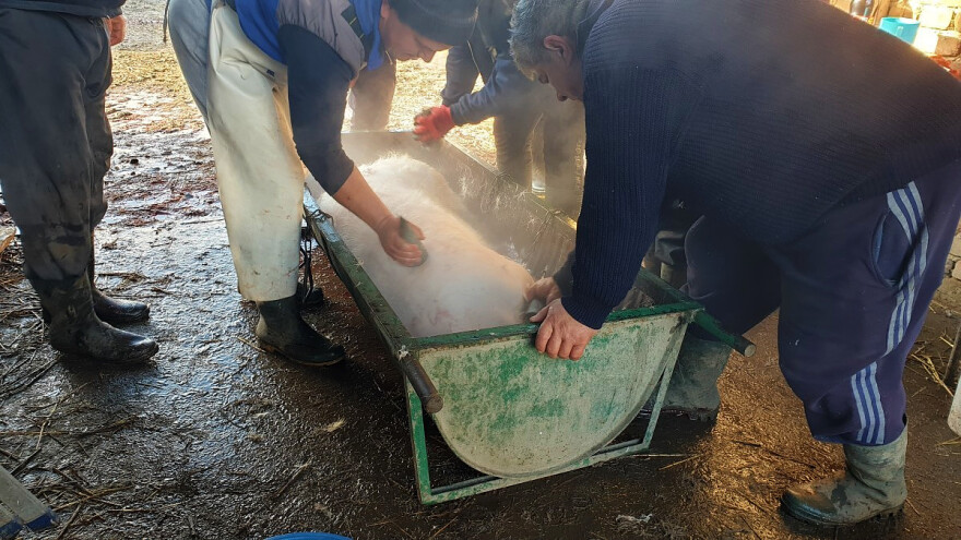 Za kvalitetnije meso uskratite svinjama hranu najmanje 12 sati i pazite na stres