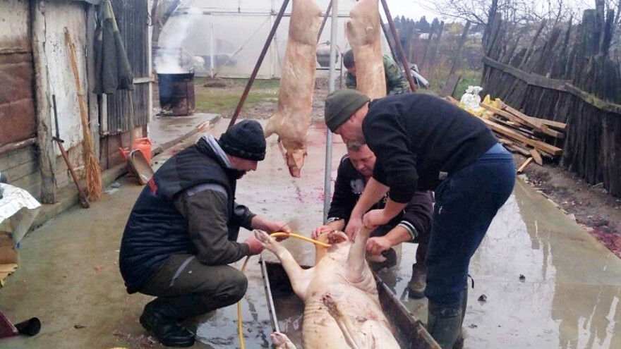 Svinjokolja, kolinje ili zabijačke i kome pripada džigerica?